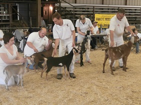 Iowa Dairy Goat Association Spring Classic